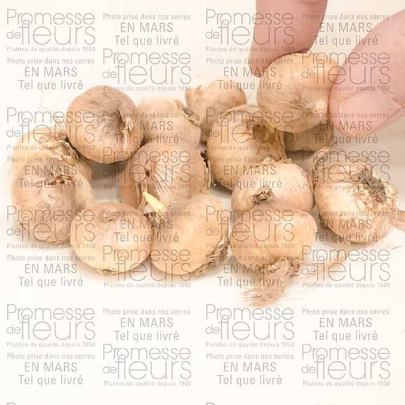 Example of Triteleia Rudy Bulbe calibre 5+ specimen as delivered