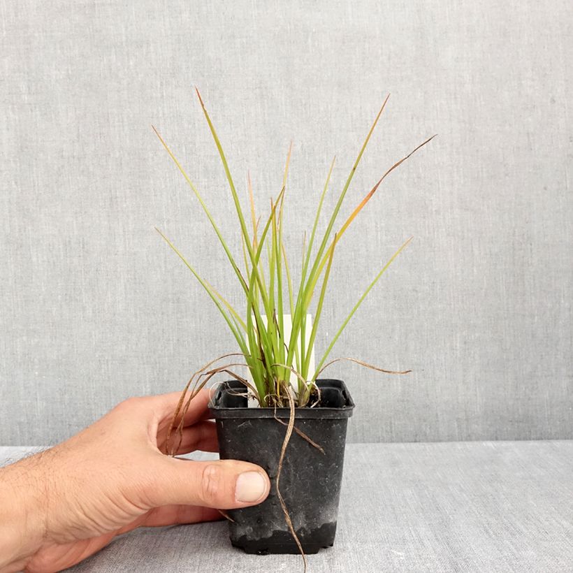 Kniphofia uvaria Banana Popsicle - Red Hot Poker 8/9 cm pot sample as delivered in autumn