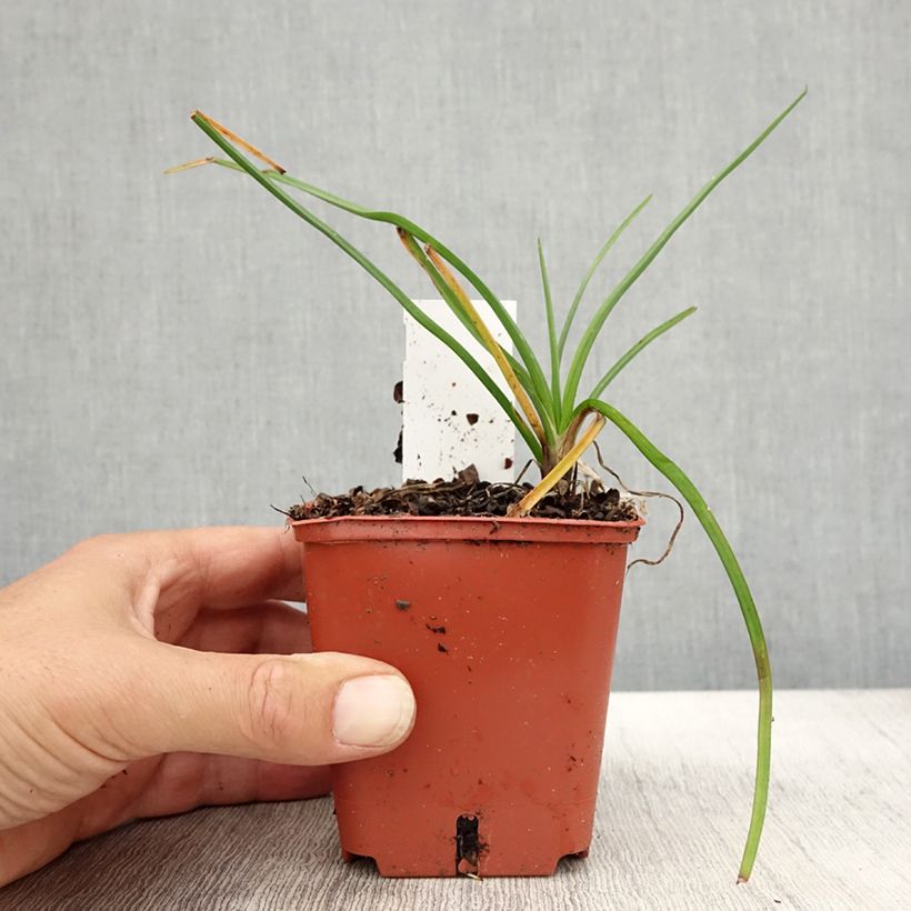 Kniphofia Mango Popsicle - Red Hot Poker 8/9 cm pot sample as delivered in autumn
