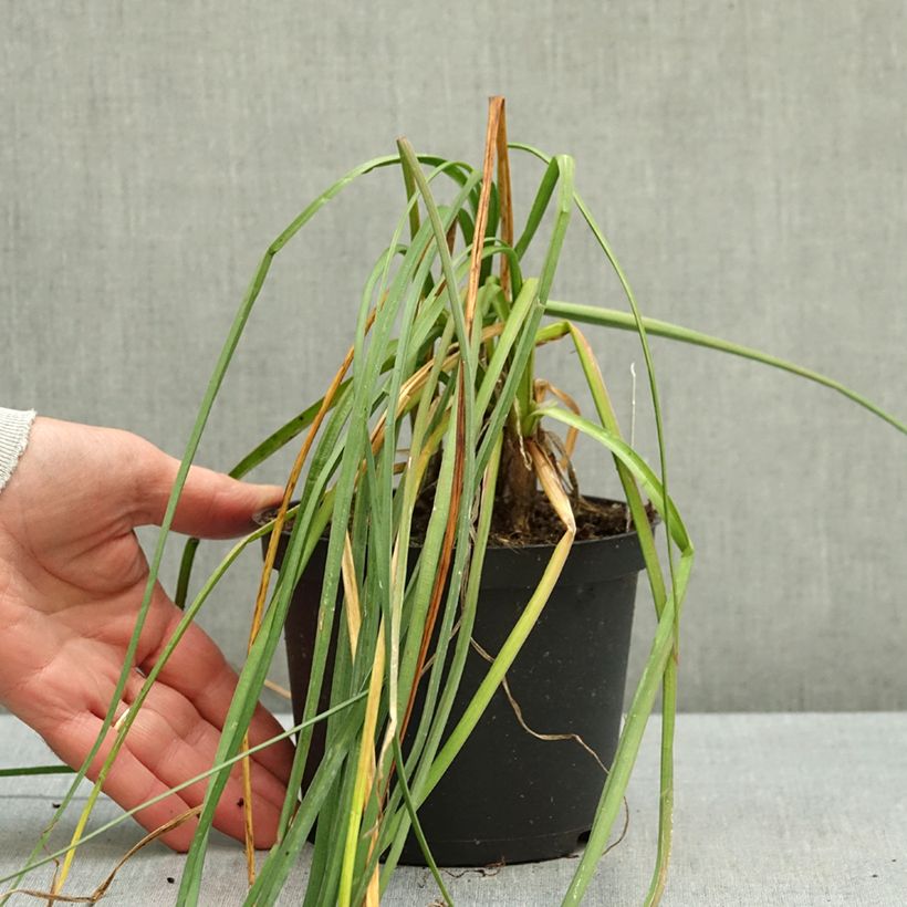 Kniphofia Mango Popsicle - Red Hot Poker 1L/1.5L pot sample as delivered in autumn