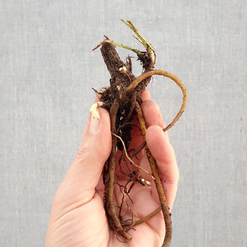 Kniphofia Mango Popsicle - Red Hot Poker Bare root sample as delivered in winter