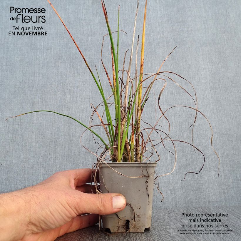 Kniphofia Pineapple Popsicle - Red Hot Poker 8/9 cm pot sample as delivered in autumn