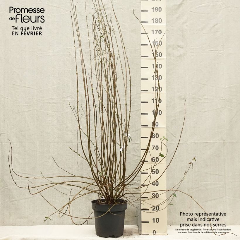 Common Privet - Ligustrum vulgare Atrovirens 7.5L/10L pot sample as delivered in winter