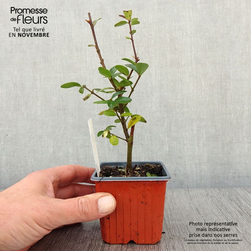 Common Privet - Ligustrum vulgare Atrovirens 8/9 cm pot sample as delivered in autumn