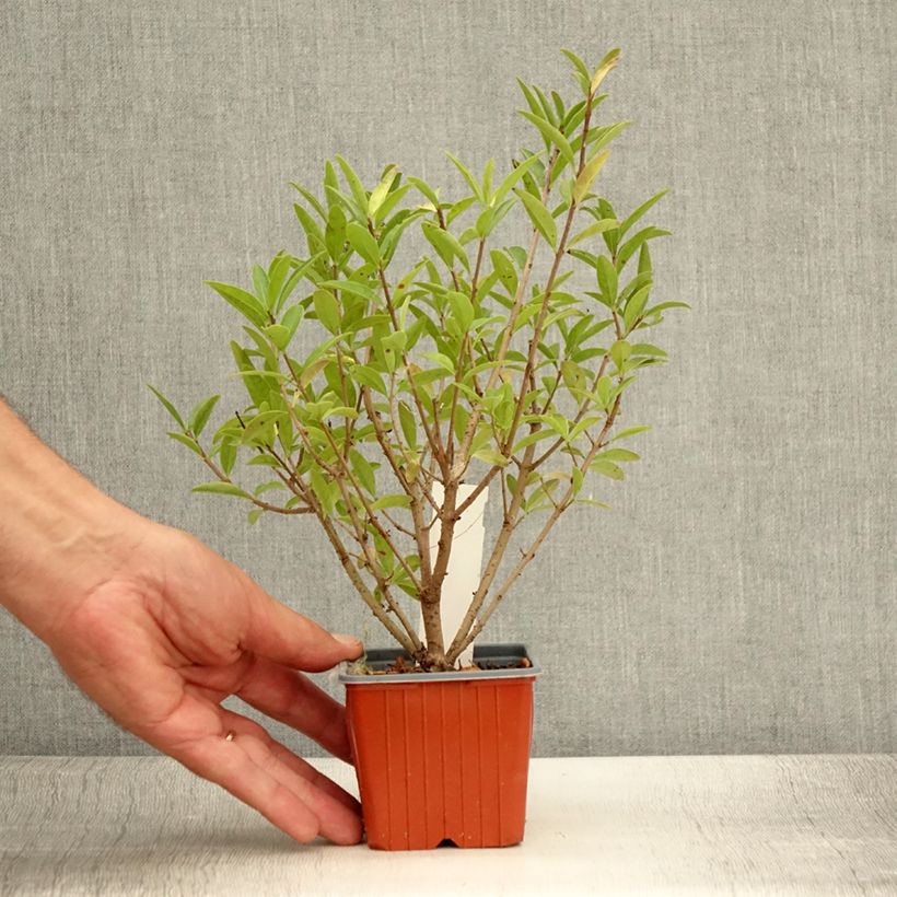 basil plant Sweet Basil (2 Pack) main image 0