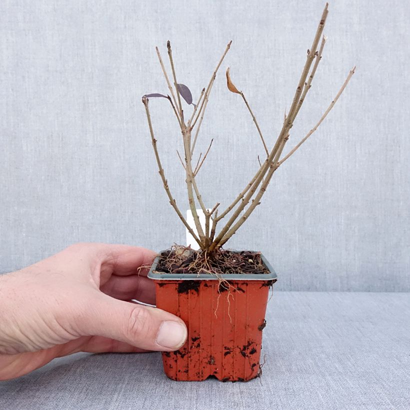 Common Privet - Ligustrum vulgare Atrovirens 8/9 cm pot sample as delivered in winter