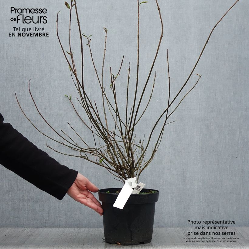 Common Privet - Ligustrum vulgare Atrovirens 4L/5L pot sample as delivered in autumn