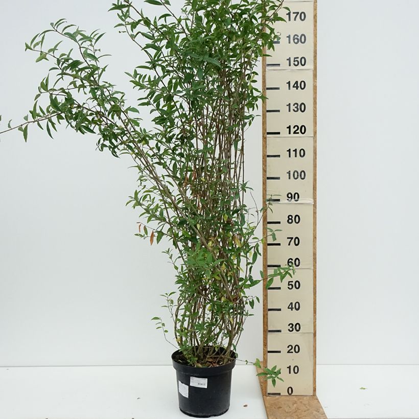 Common Privet - Ligustrum vulgare Atrovirens 7.5L/10L pot sample as delivered in summer