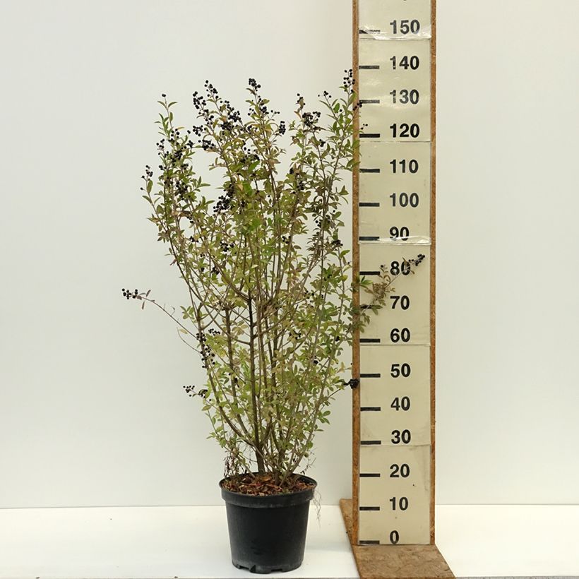 Common Privet - Ligustrum vulgare Atrovirens 7.5L/10L pot sample as delivered in autumn