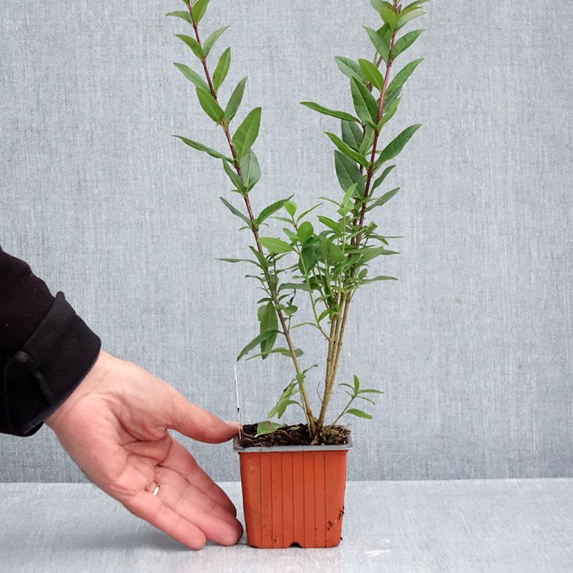 Common Privet - Ligustrum vulgare Lodense 8/9 cm pot sample as delivered in autumn