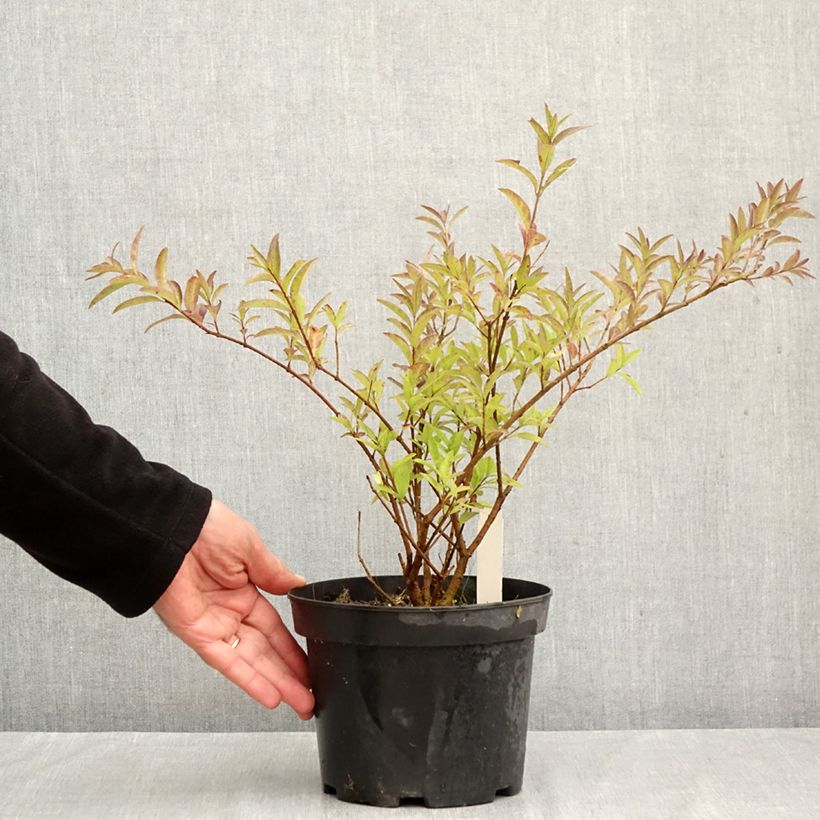 Common Privet - Ligustrum vulgare Lodense 3L/4L pot sample as delivered in autumn