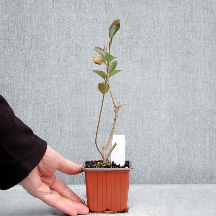 Ligustrum ovalifolium Argenteum - Garden Privet 8/9 cm pot sample as delivered in winter