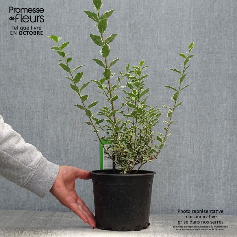 Ligustrum ovalifolium Argenteum - Garden Privet 2L/3L pot sample as delivered in autumn