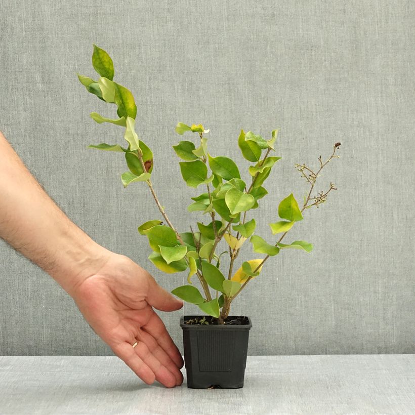 Ligustrum lucidum - Glossy Privet 8/9 cm pot sample as delivered in summer