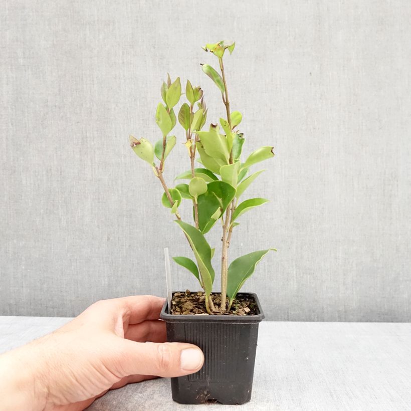 Ligustrum lucidum - Glossy Privet 8/9 cm pot sample as delivered in spring