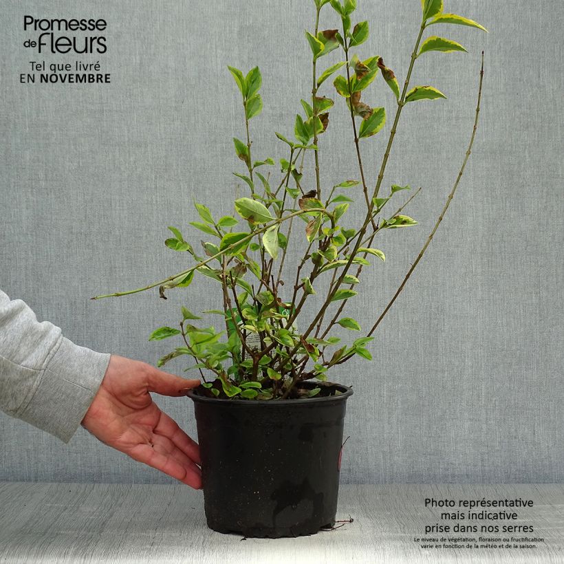 Golden Privet - Ligustrum ovalifolium Aureum 2L/3L pot sample as delivered in autumn