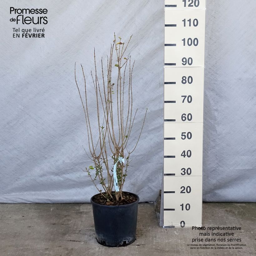 Golden Privet - Ligustrum ovalifolium Aureum 7.5L/10L pot sample as delivered in winter