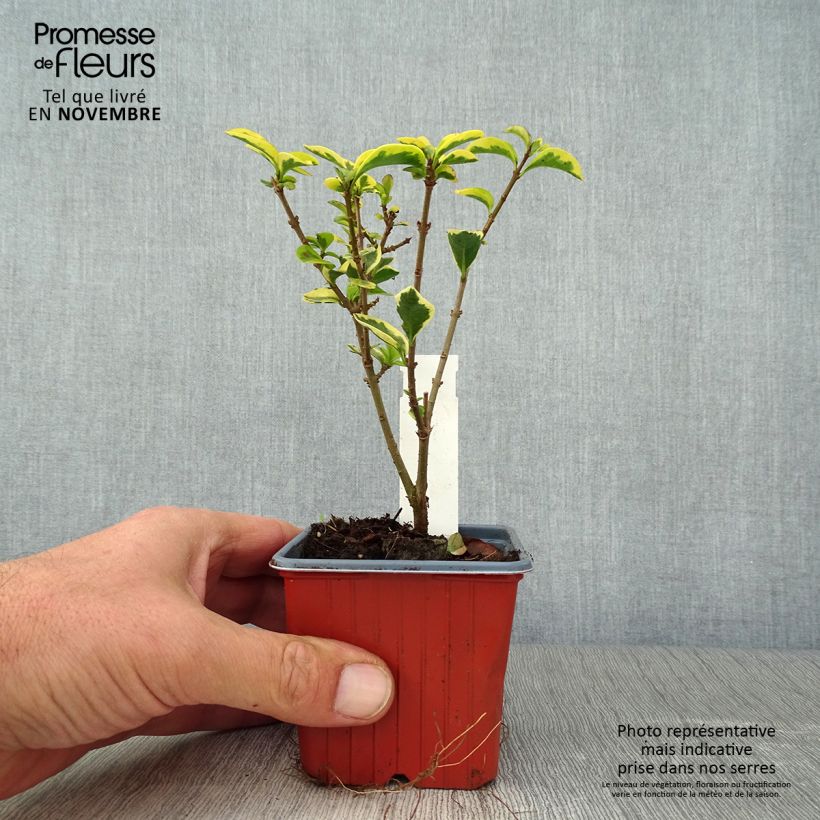 Golden Privet - Ligustrum ovalifolium Aureum 8/9 cm pot sample as delivered in autumn