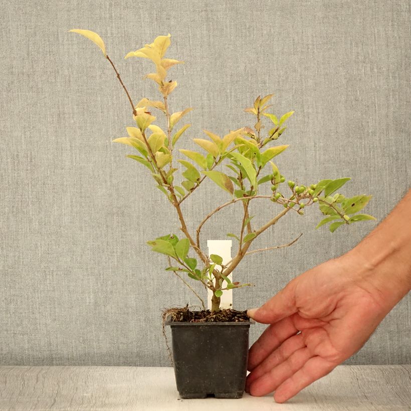 Golden Privet - Ligustrum vicaryi 8/9 cm pot sample as delivered in summer