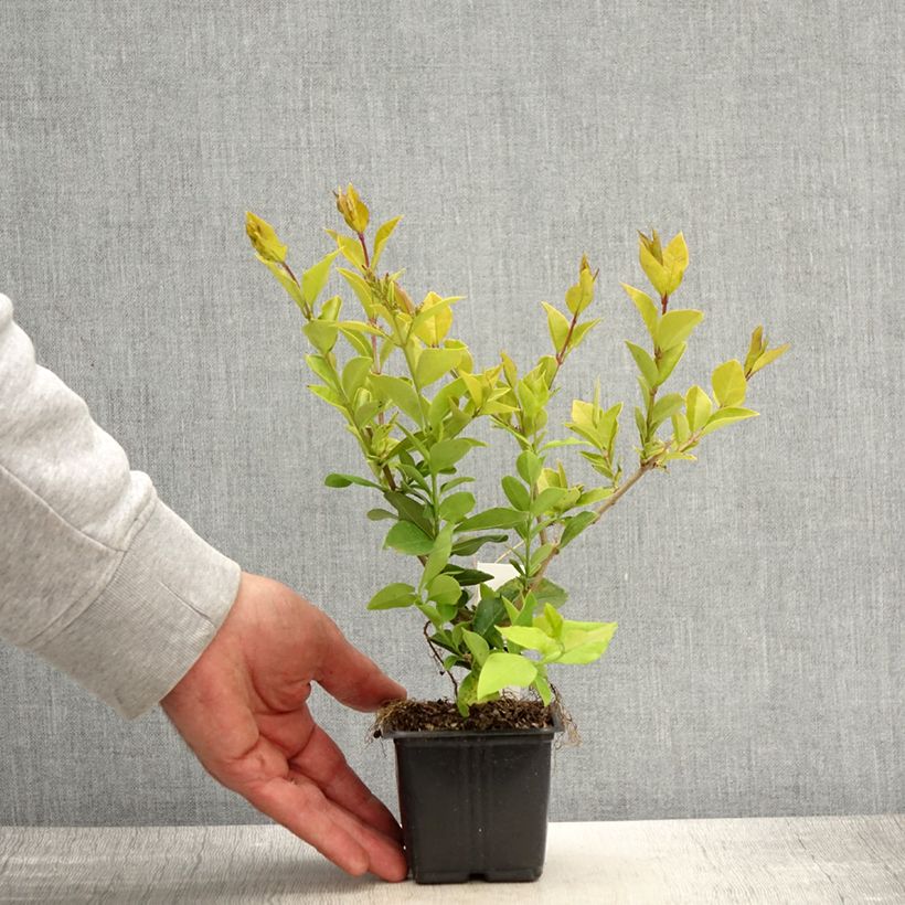 Golden Privet - Ligustrum vicaryi 8/9 cm pot sample as delivered in spring