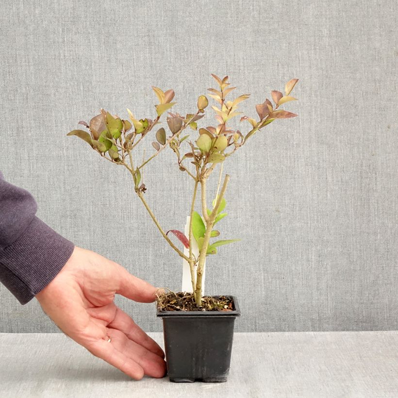 Golden Privet - Ligustrum vicaryi 8/9 cm pot sample as delivered in autumn