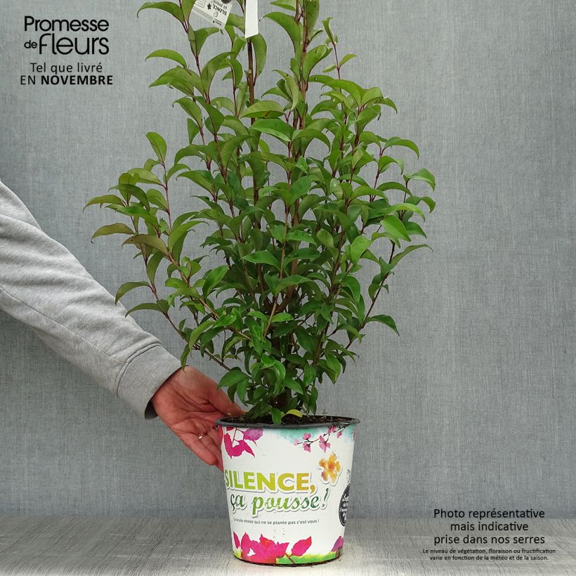 Ligustrum japonicum - Japanese Privet 1.5L/2L pot sample as delivered in autumn