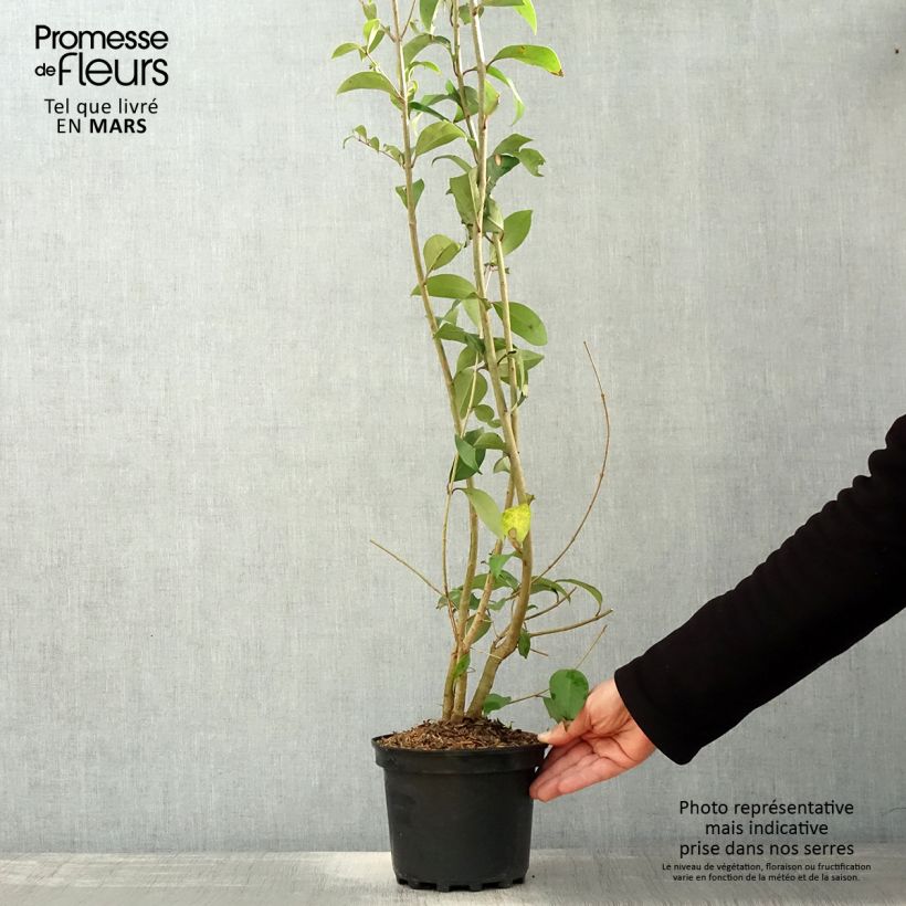 Ligustrum japonicum - Japanese Privet 1.5L/2L pot sample as delivered in spring