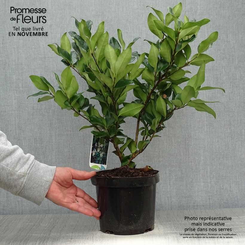 Ligustrum japonicum Texanum - Japanese Privet 2L/3L pot sample as delivered in autumn