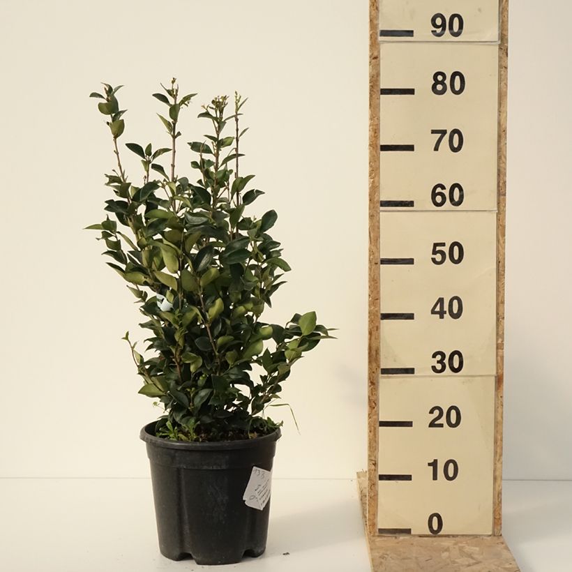Ligustrum japonicum Texanum - Japanese Privet 7.5L/10L pot sample as delivered in winter