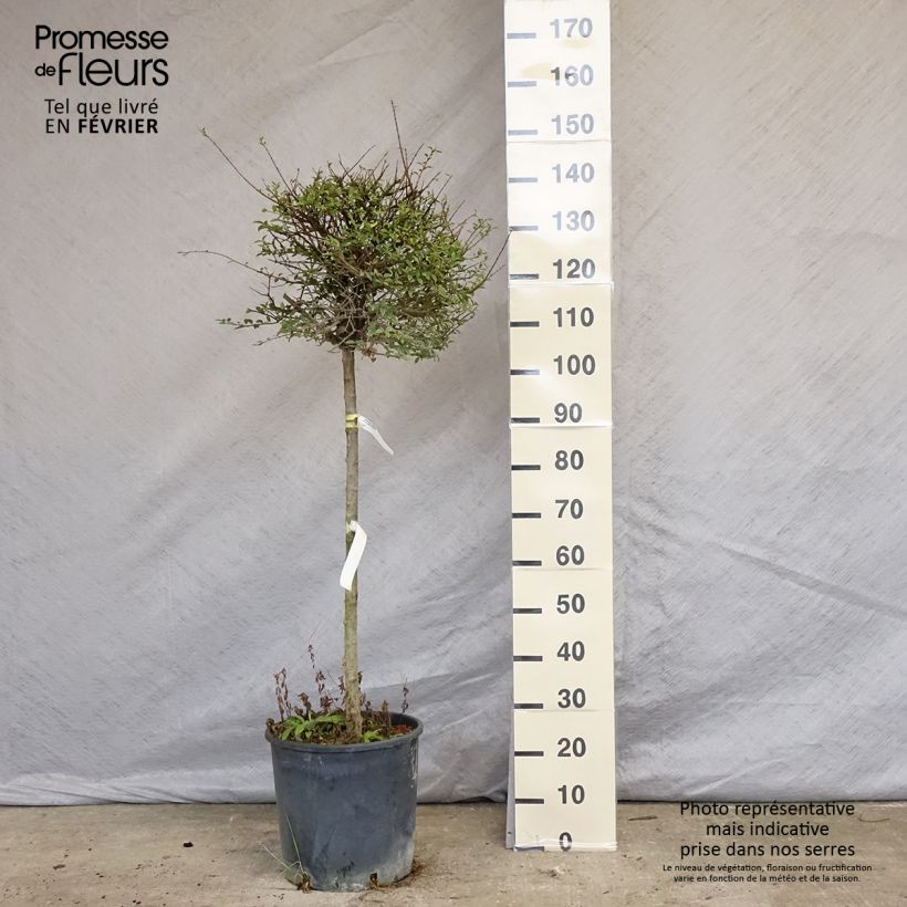 Ligustrum delavayanum - Privet 7.5L/10L pot sample as delivered in winter