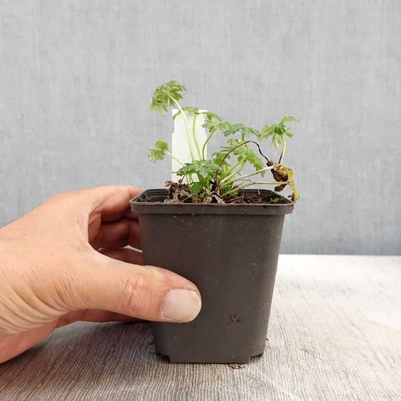 Trollius pumilus - Dwarf Globeflower 8/9 cm pot sample as delivered in autumn