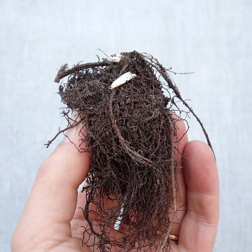 Trollius chinensis Golden Queen Bare root sample as delivered in winter