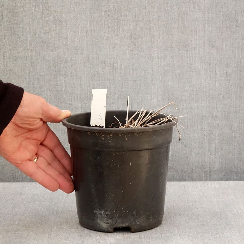 Trollius x cultorum Cheddar 2L/3L pot sample as delivered in spring