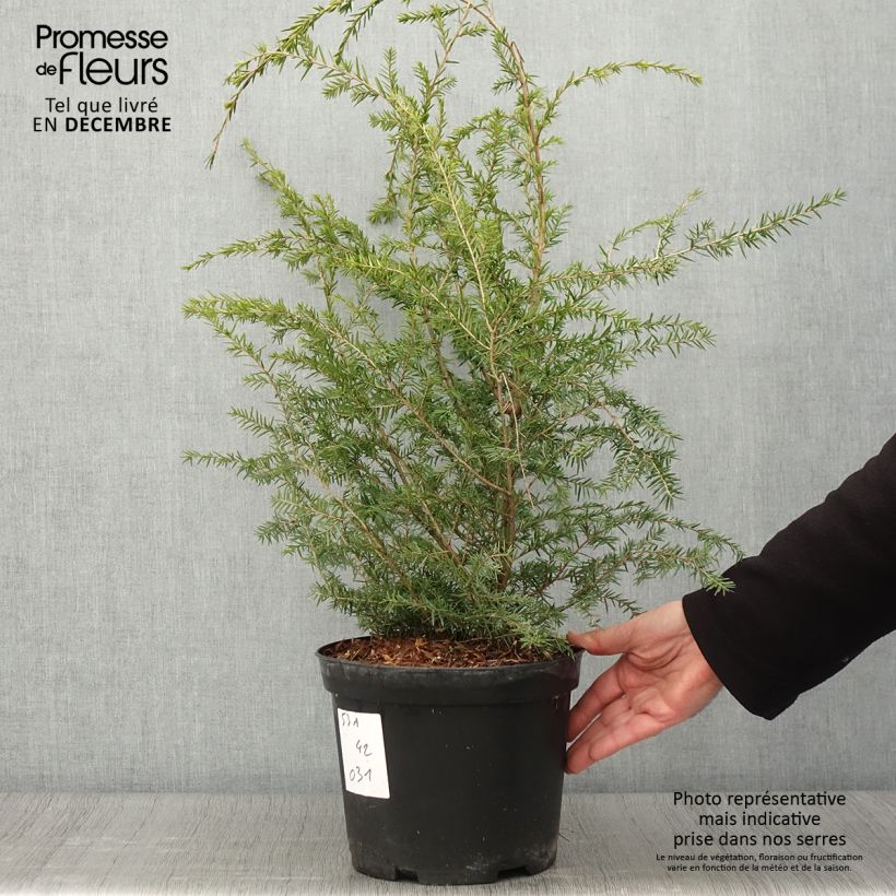 Tsuga canadensis - Eastern Hemlock 3L/4L pot sample as delivered in autumn