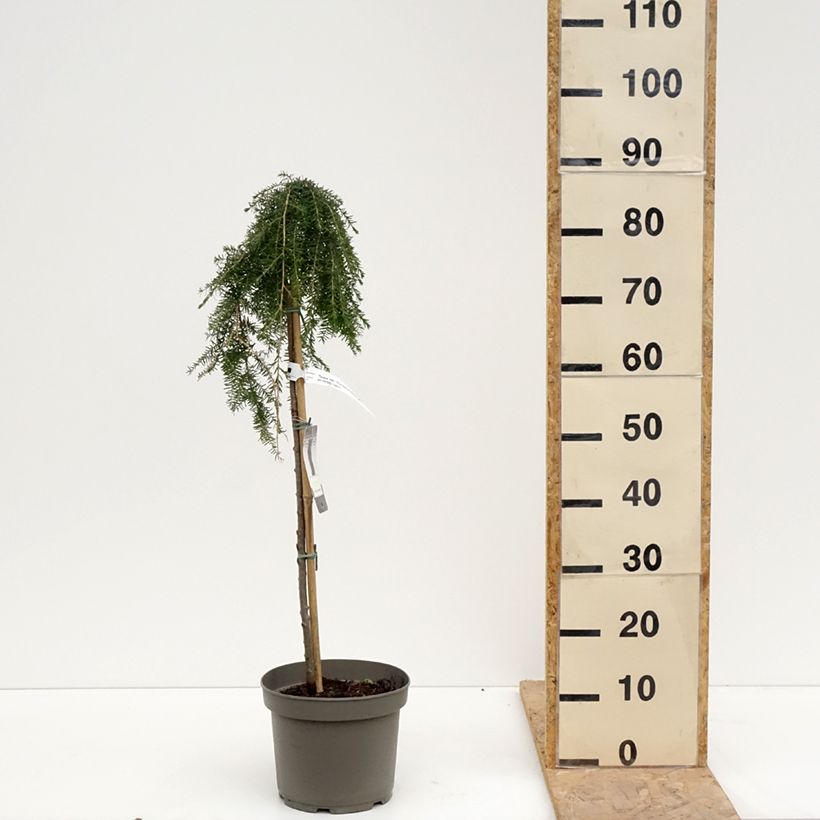 Tsuga heterophylla Thorsen's Weeping - Western Hemlock 4L/5L pot, Standard sample as delivered in spring