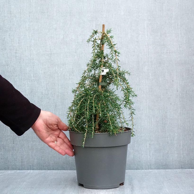 Tsuga heterophylla Thorsen's Weeping - Western Hemlock 4L/5L pot sample as delivered in autumn