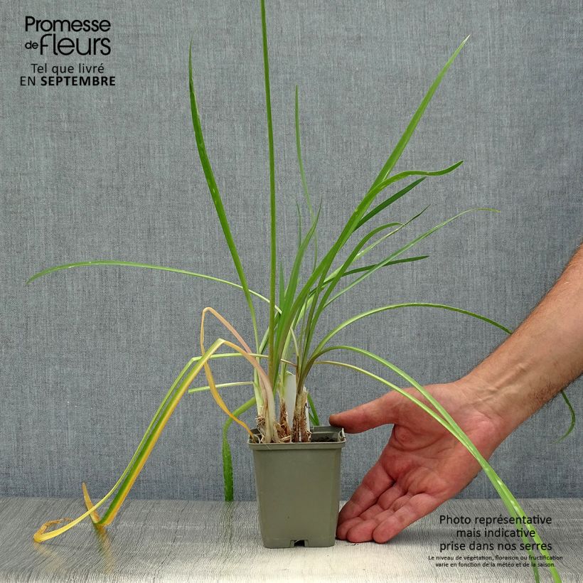 Tulbaghia cominsii Violacea - Society Garlic 8/9 cm pot sample as delivered in autumn