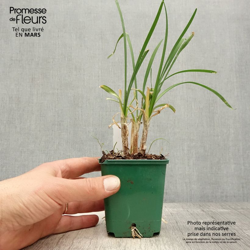 Tulbaghia cominsii Violacea - Society Garlic 8/9 cm pot sample as delivered in spring