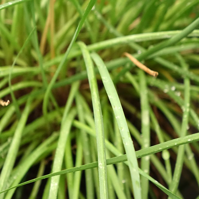Tulbaghia 'Fairy Star' - Society garlic (Foliage)
