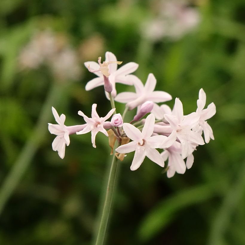 Tulbaghia 'Fairy Star' - Society garlic (Flowering)