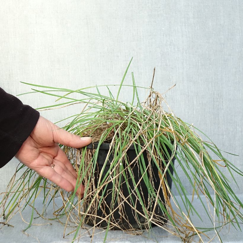 Tulbaghia Fairy Star - Society garlic 3L/4L pot sample as delivered in autumn