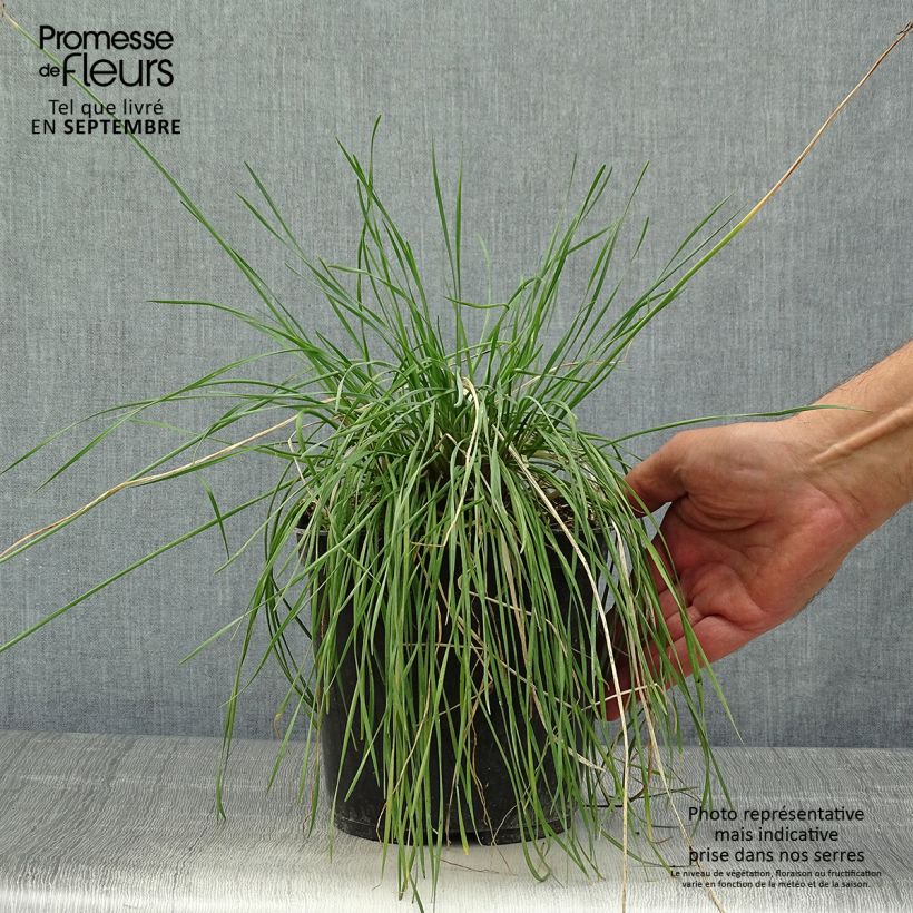 Tulbaghia violacea Purple Eye - Society Garlic 2L/3L pot sample as delivered in autumn