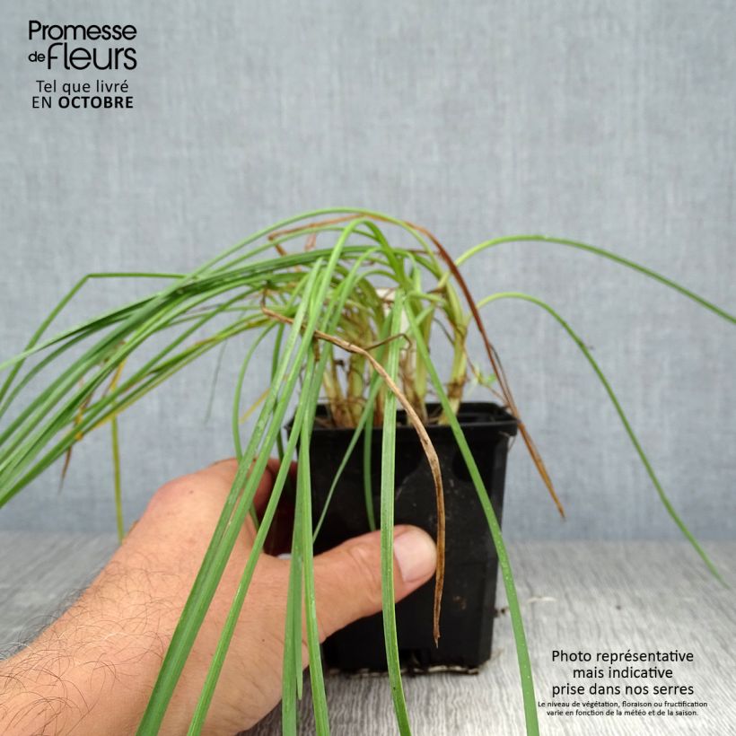 Tulbaghia violacea Ashanti - Society Garlic 8/9 cm pot sample as delivered in autumn