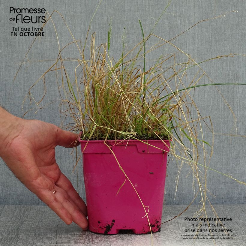Tulbaghia violacea Ashanti - Society Garlic 2L/3L pot sample as delivered in autumn