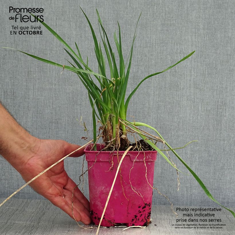 Tulbaghia violacea Pearl 2L/3L pot sample as delivered in autumn