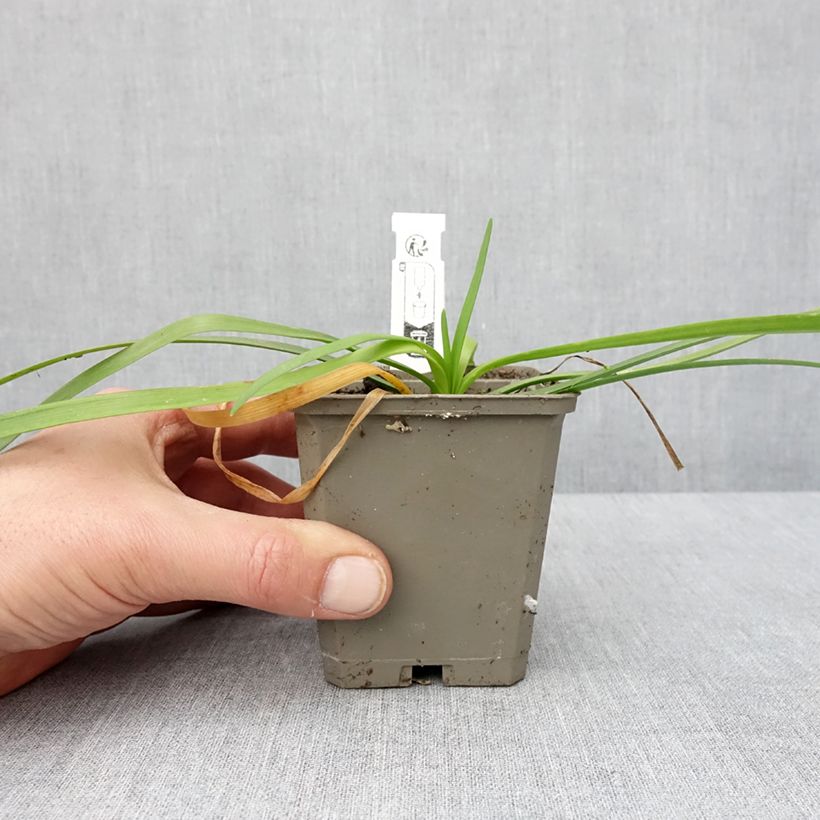 Tulbaghia violacea Savannah Lightning 8/9 cm pot sample as delivered in winter