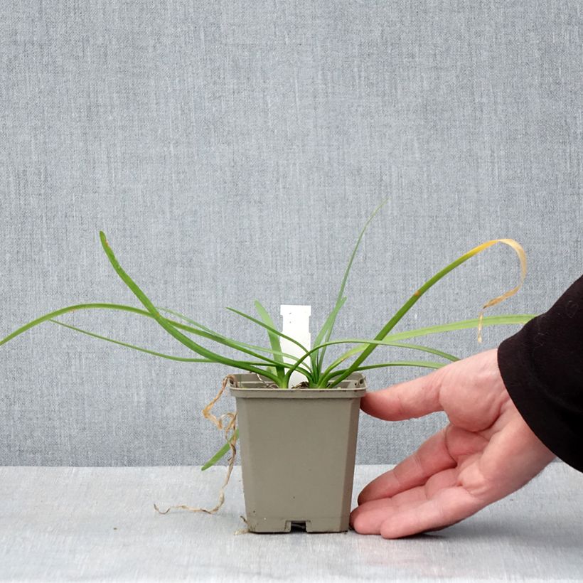 Tulbaghia violacea Savannah Lightning 8/9 cm pot sample as delivered in spring