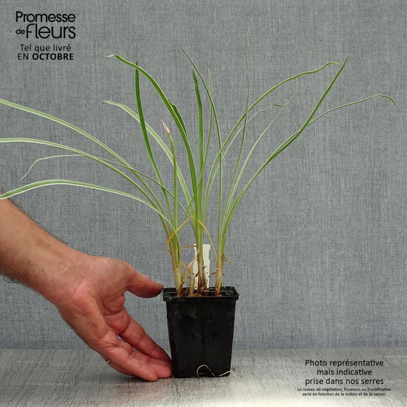 Tulbaghia violacea Silver Lace - Society Garlic 8/9 cm pot sample as delivered in autumn