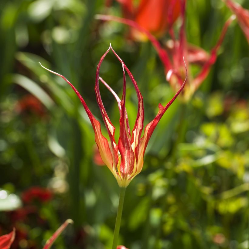 Tulipa acuminata (Flowering)