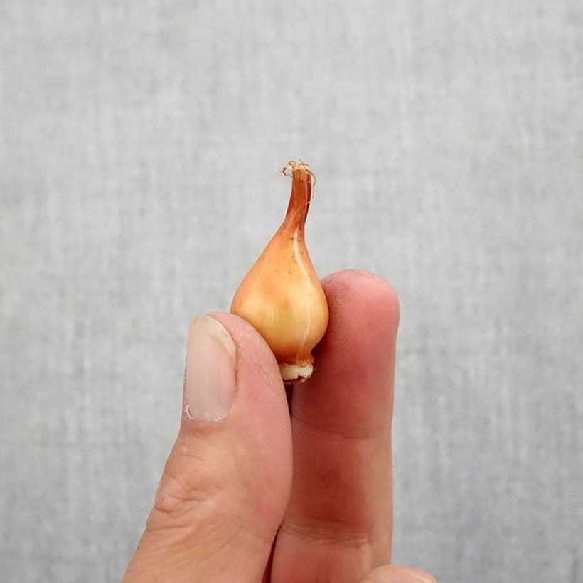 Tulipa cretica Hilde Bulb size 5+ sample as delivered in autumn